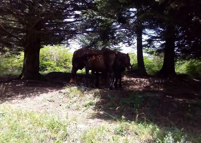 Casa Millin Apartment Borzonasca